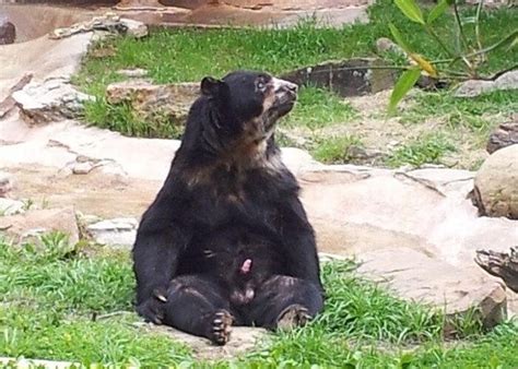 bear cocks